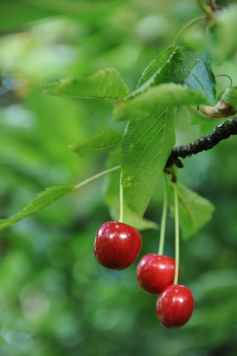 Low-Hanging Cherries
